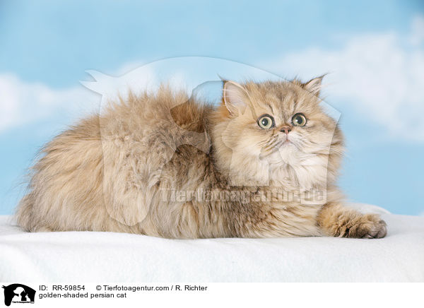 golden-shaded Perser / golden-shaded persian cat / RR-59854