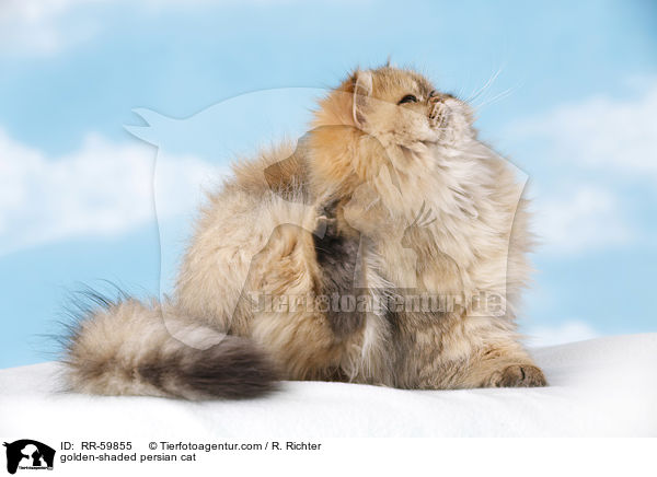 golden-shaded Perser / golden-shaded persian cat / RR-59855