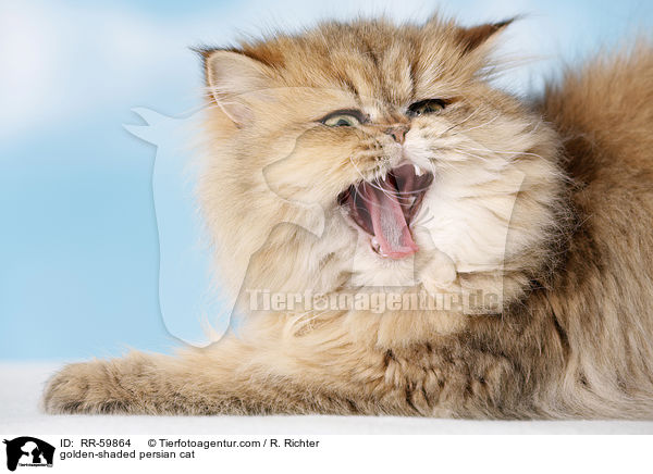 golden-shaded Perser / golden-shaded persian cat / RR-59864