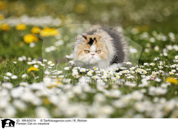 Perserkatze auf einer Blumenwiese / Persian Cat on meadow / RR-60074
