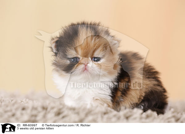 3 Wochen altes Perser Ktzchen / 3 weeks old persian kitten / RR-60997