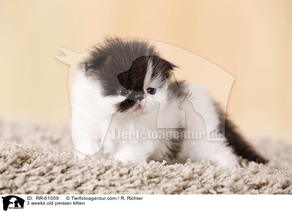 3 Wochen altes Perser Ktzchen / 3 weeks old persian kitten / RR-61009