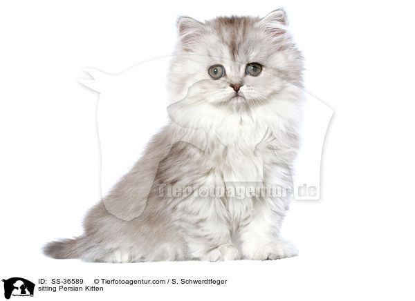 sitting Persian Kitten / SS-36589
