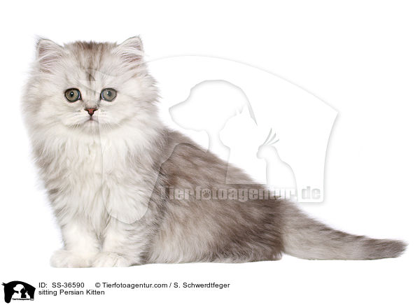 sitting Persian Kitten / SS-36590