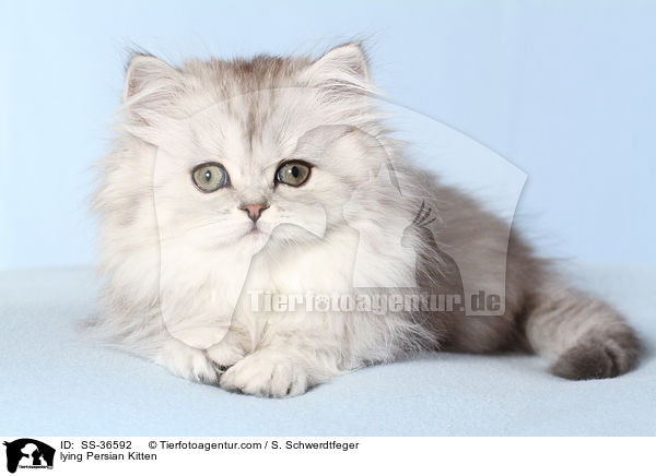 lying Persian Kitten / SS-36592