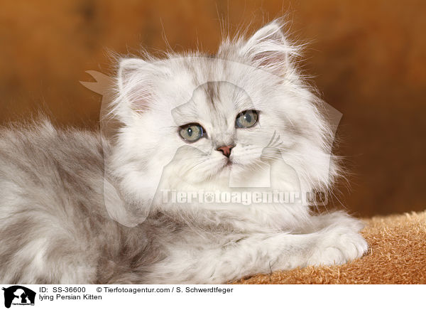lying Persian Kitten / SS-36600