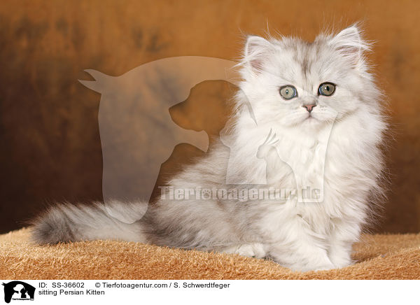 sitting Persian Kitten / SS-36602