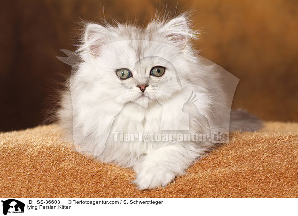lying Persian Kitten / SS-36603