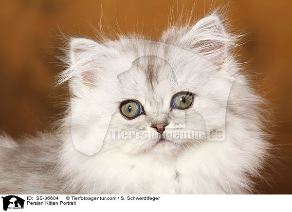 Persian Kitten Portrait / SS-36604