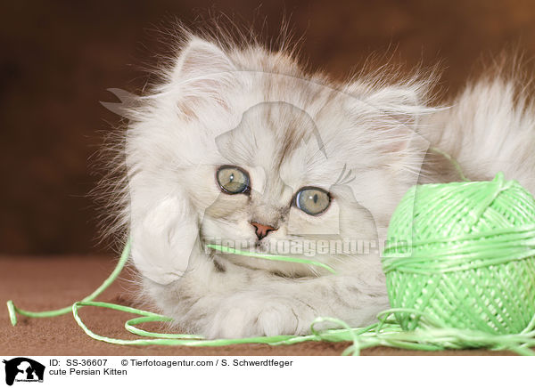 cute Persian Kitten / SS-36607