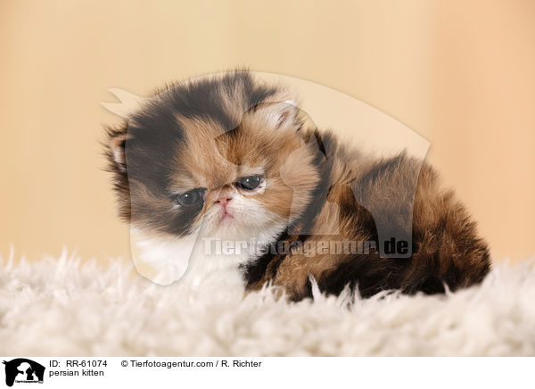 persian kitten / RR-61074