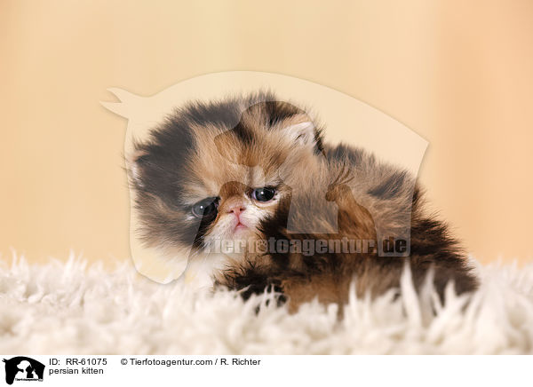 Perserktzchen / persian kitten / RR-61075