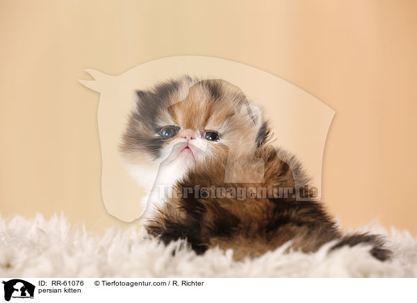 Perserktzchen / persian kitten / RR-61076