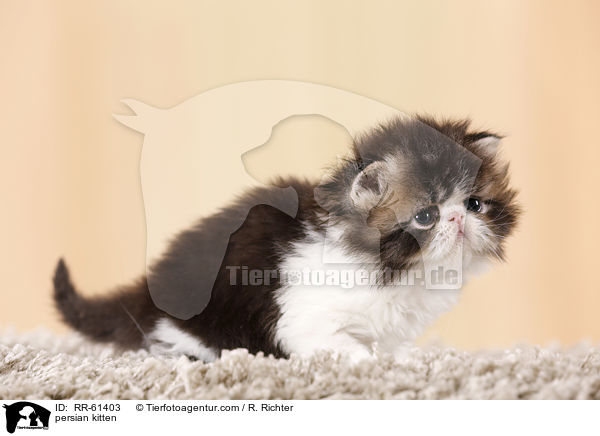 Perserktzchen / persian kitten / RR-61403