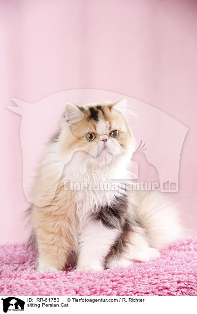 sitting Persian Cat / RR-61753