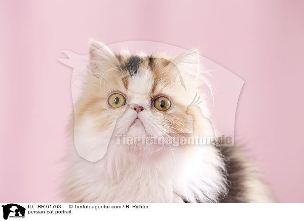 Perser Portrait / persian cat portrait / RR-61763