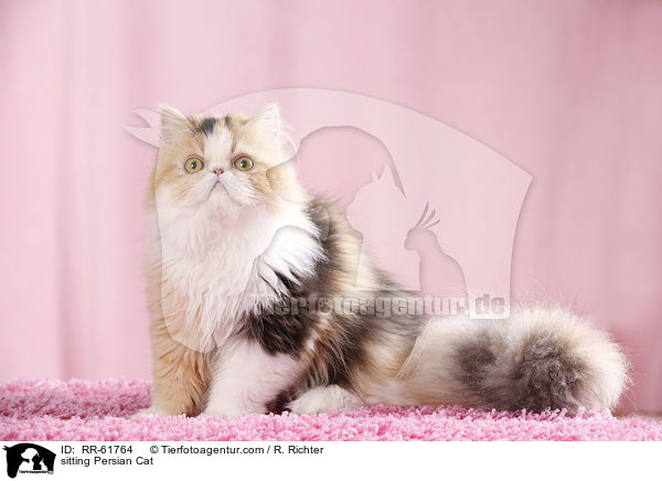 sitzende Perserkatze / sitting Persian Cat / RR-61764