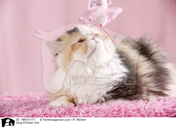 liegende Perserkatze / lying Persian Cat / RR-61771