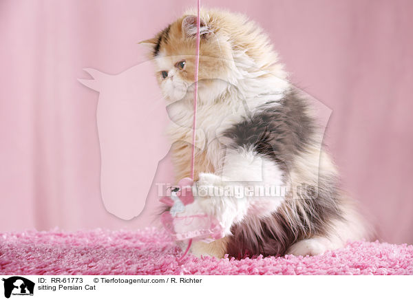 sitzende Perserkatze / sitting Persian Cat / RR-61773