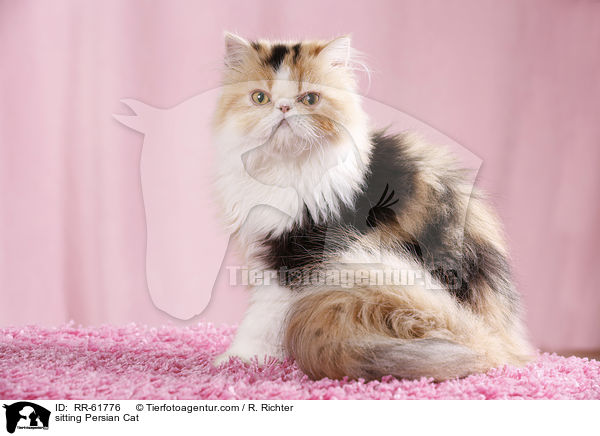 sitzende Perserkatze / sitting Persian Cat / RR-61776