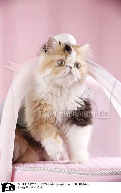 sitzende Perserkatze / sitting Persian Cat / RR-61779