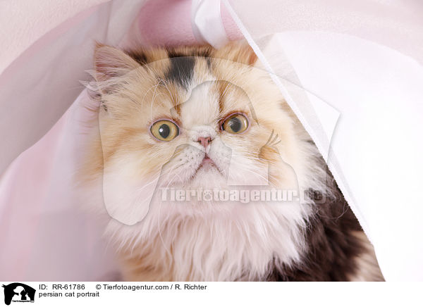 persian cat portrait / RR-61786