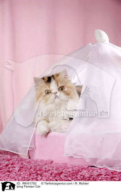 liegende Perserkatze / lying Persian Cat / RR-61792
