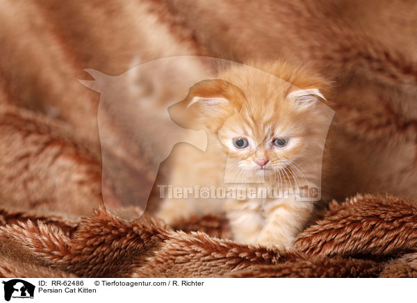 Persian Cat Kitten / RR-62486