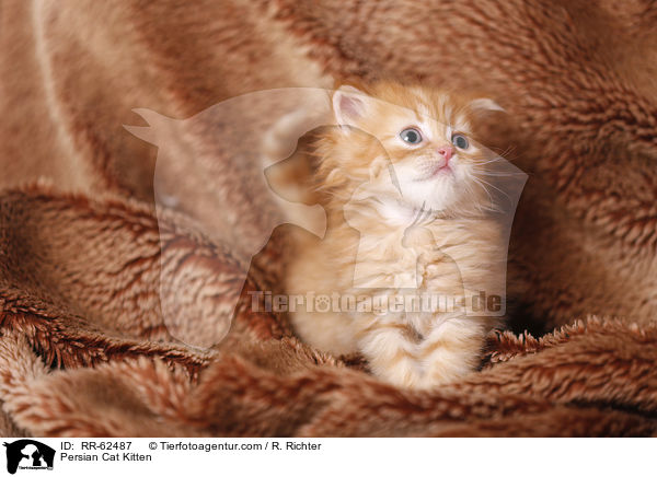 Persian Cat Kitten / RR-62487