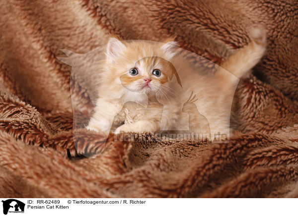 Persian Cat Kitten / RR-62489