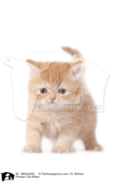 Persian Cat Kitten / RR-62490