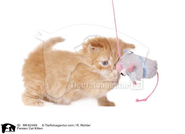 Perser Ktzchen / Persian Cat Kitten / RR-62499