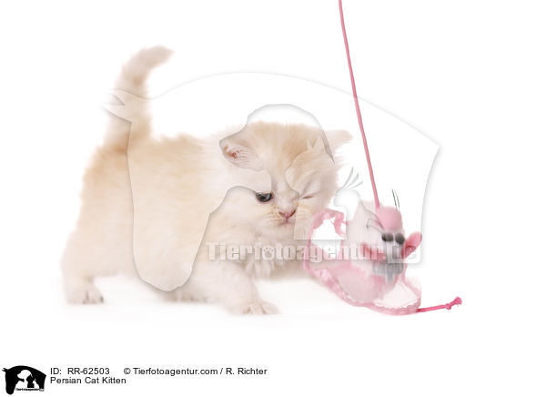 Perser Ktzchen / Persian Cat Kitten / RR-62503