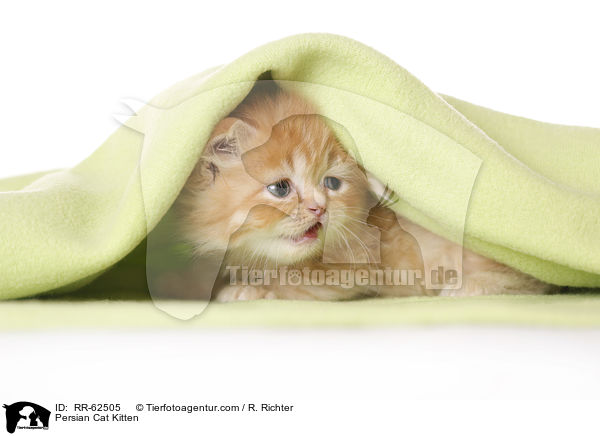 Perser Ktzchen / Persian Cat Kitten / RR-62505