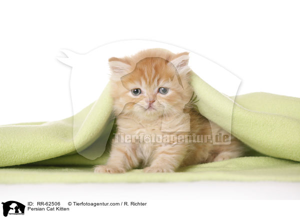 Persian Cat Kitten / RR-62506