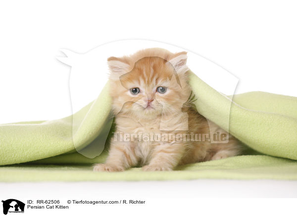 Perser Ktzchen / Persian Cat Kitten / RR-62506