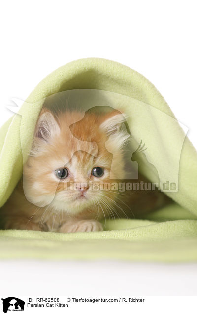 Persian Cat Kitten / RR-62508