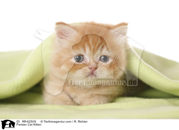 Persian Cat Kitten / RR-62509