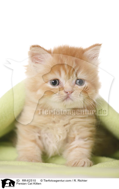 Persian Cat Kitten / RR-62510