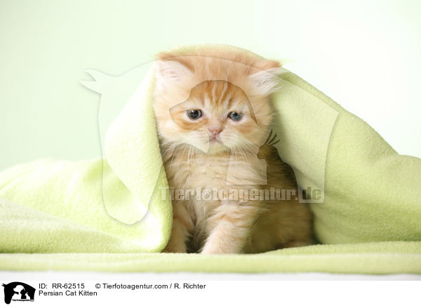 Persian Cat Kitten / RR-62515