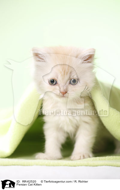 Persian Cat Kitten / RR-62520