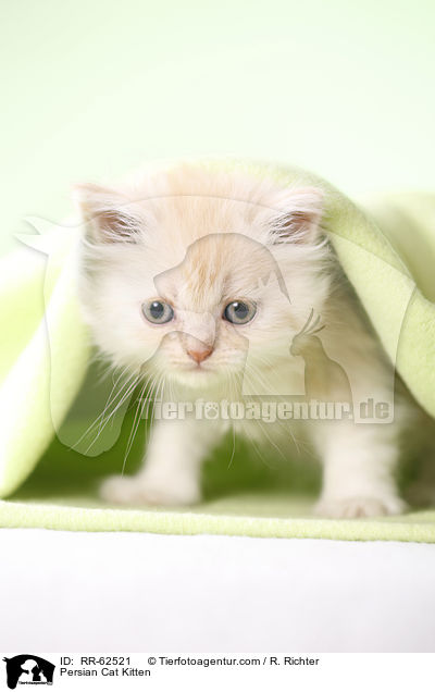 Persian Cat Kitten / RR-62521