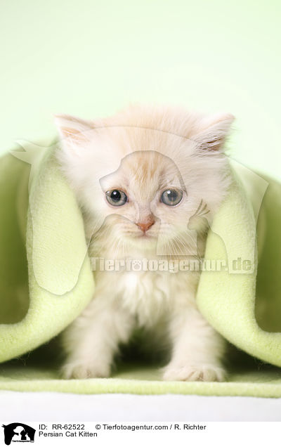 Persian Cat Kitten / RR-62522