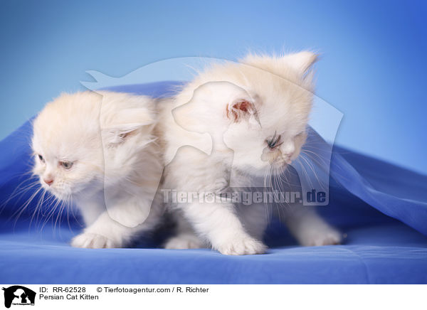 Persian Cat Kitten / RR-62528