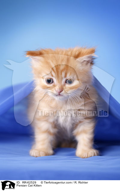 Persian Cat Kitten / RR-62529