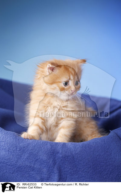 Persian Cat Kitten / RR-62533