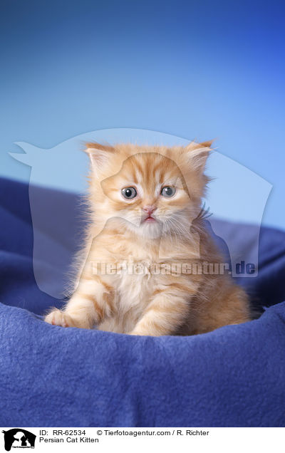 Persian Cat Kitten / RR-62534