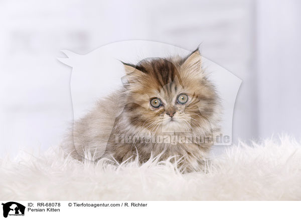 Persian Kitten / RR-68078