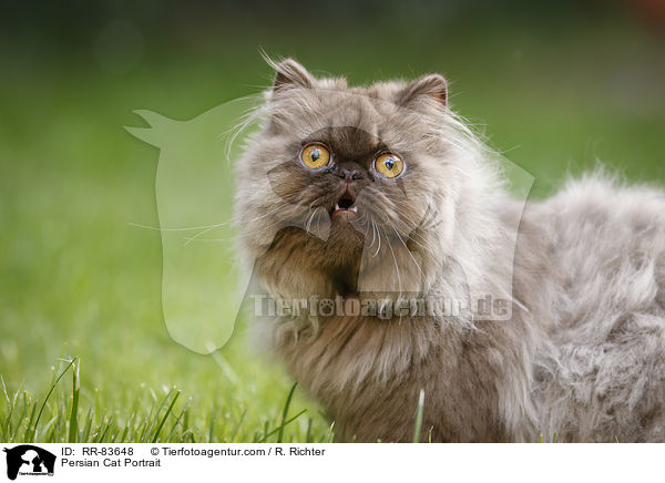 Persian Cat Portrait / RR-83648