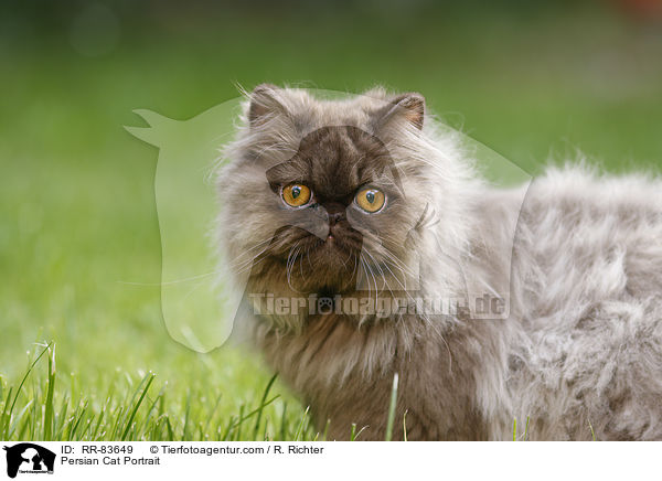 Persian Cat Portrait / RR-83649